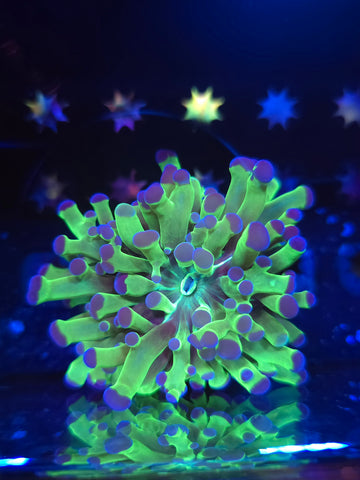 Fat Tentacle Frogspawn