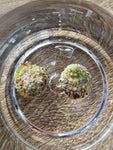 Astrea Turbo Snails