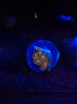 Legendary Corals Deadshot Zoas