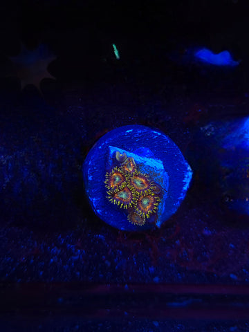 Legendary Corals Deadshot Zoas
