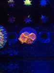 Fairy Fart Zoas