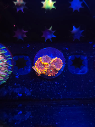 Fairy Fart Zoas
