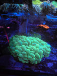Large Green Bubble Coral