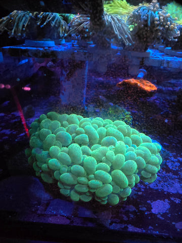 Large Green Bubble Coral