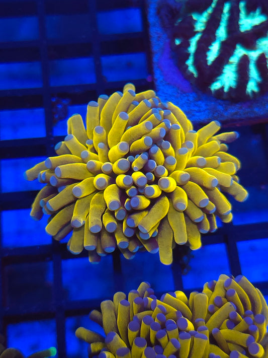 Banana Grail Torch
