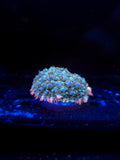 Reverse Frankenstein Bounce Mushroom