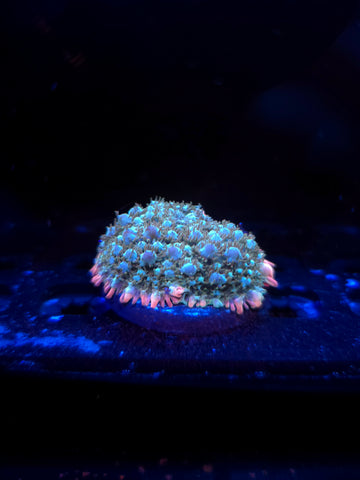 Reverse Frankenstein Bounce Mushroom