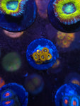 Pikachu Zoanthids