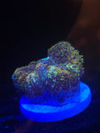 DDA Gold Dust Pincushion Bounce Mushroom