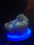 DDA Gold Dust Pincushion Bounce Mushroom
