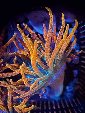 WYSIWYG CSB Colorado Sunburst Anemone