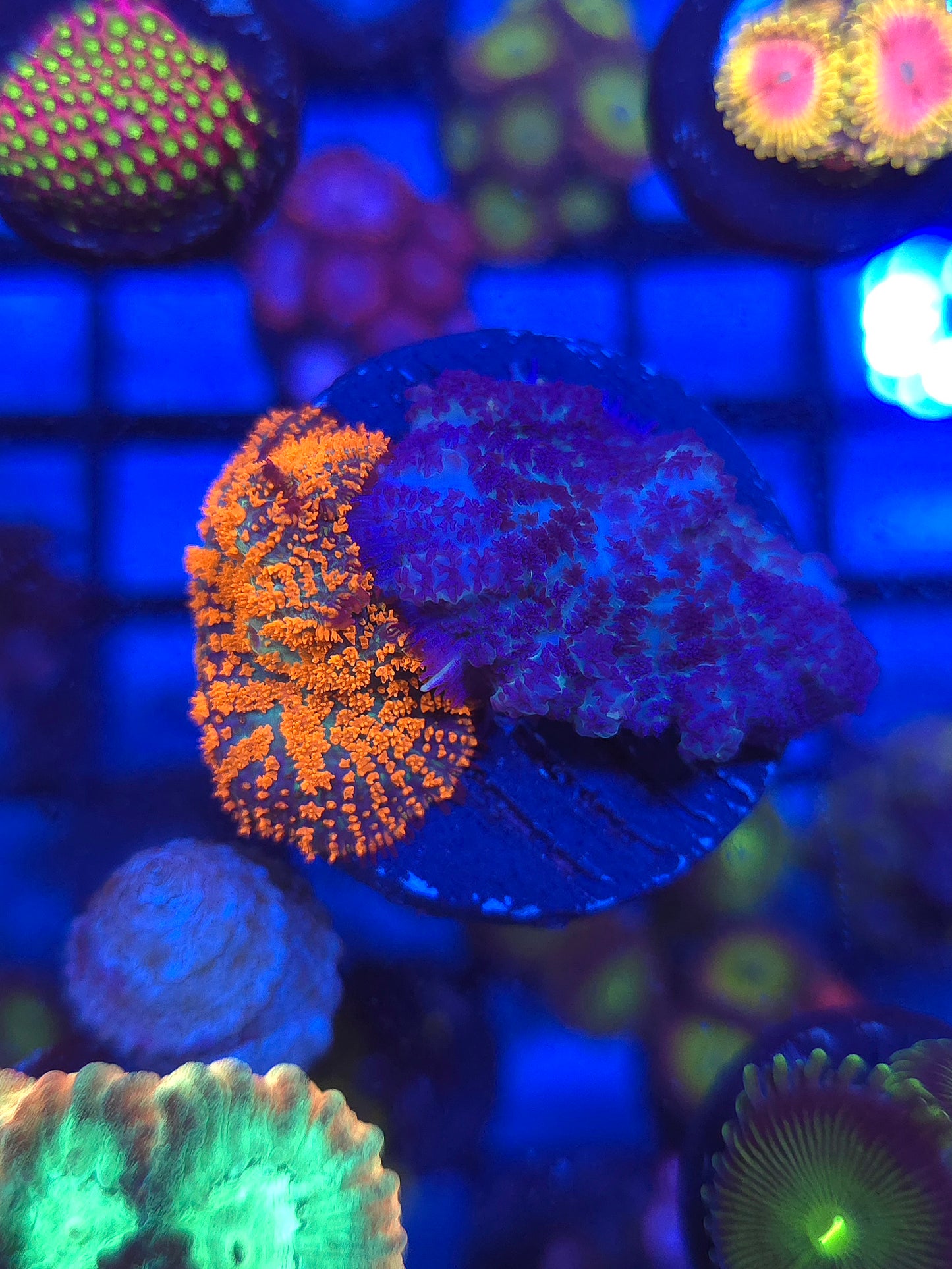 Rhodactus Combo Frag