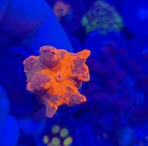 Dead Crush Jawbreaker Mushroom