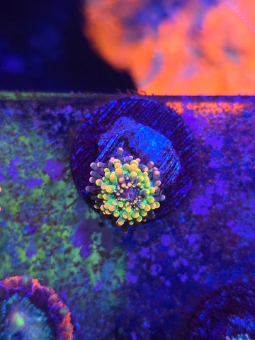Godzilla Bounce Mushroom