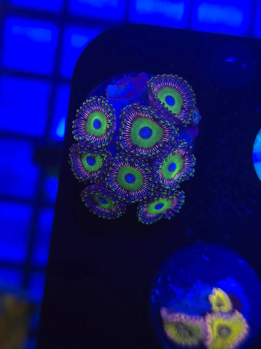 DDA Spectral Zoas