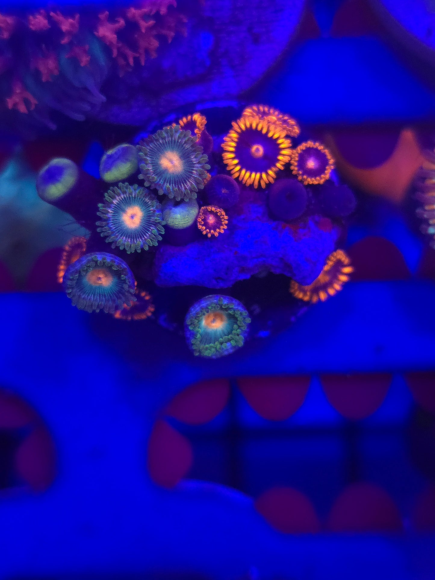 Zoa Combo Frag