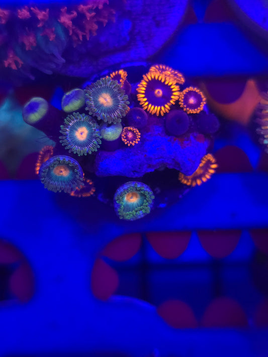 Zoa Combo Frag