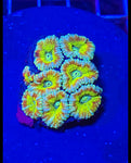 DDA Giltter Bomb Asian Acan