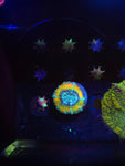 DDA Toucan Sam Acan