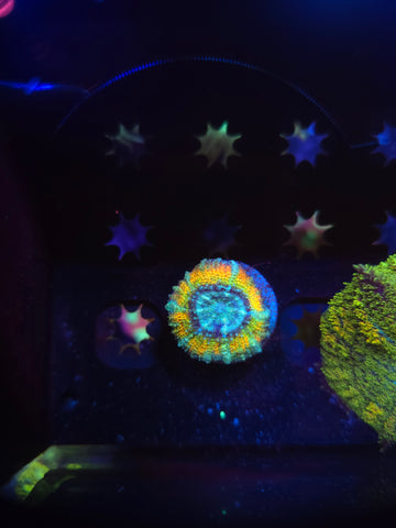 DDA Toucan Sam Acan