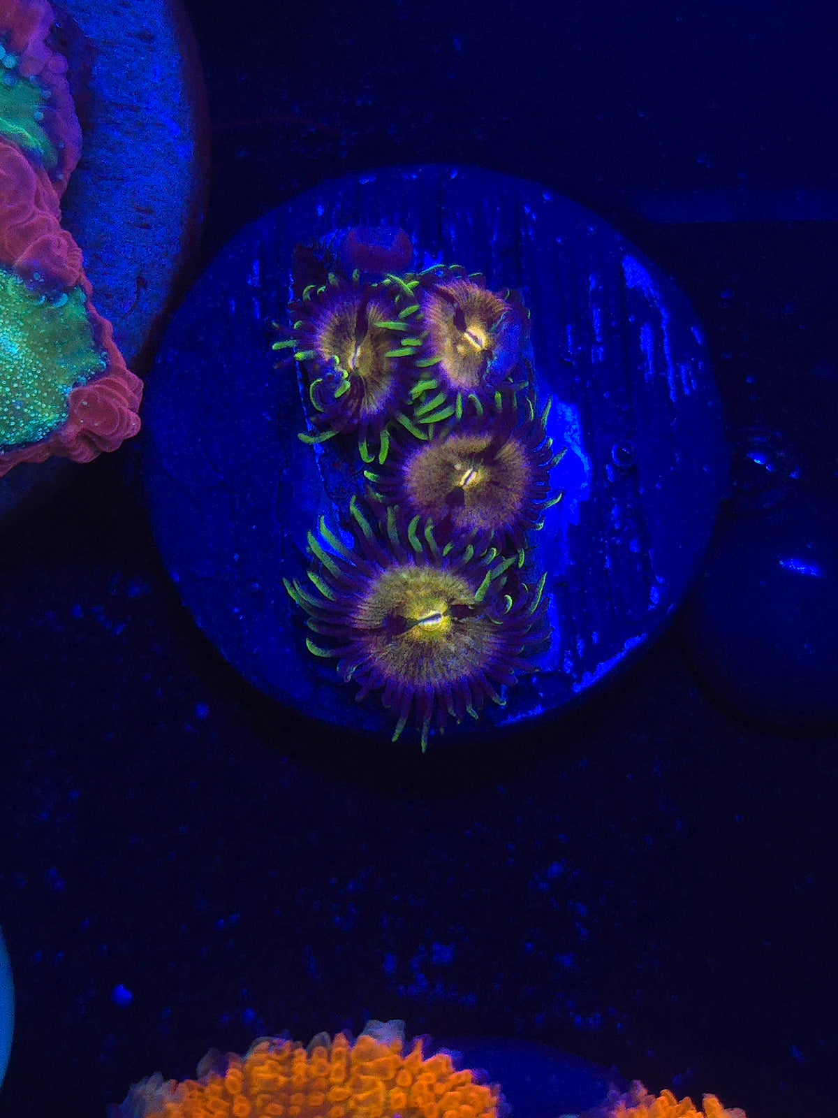 Nirvana Zoas