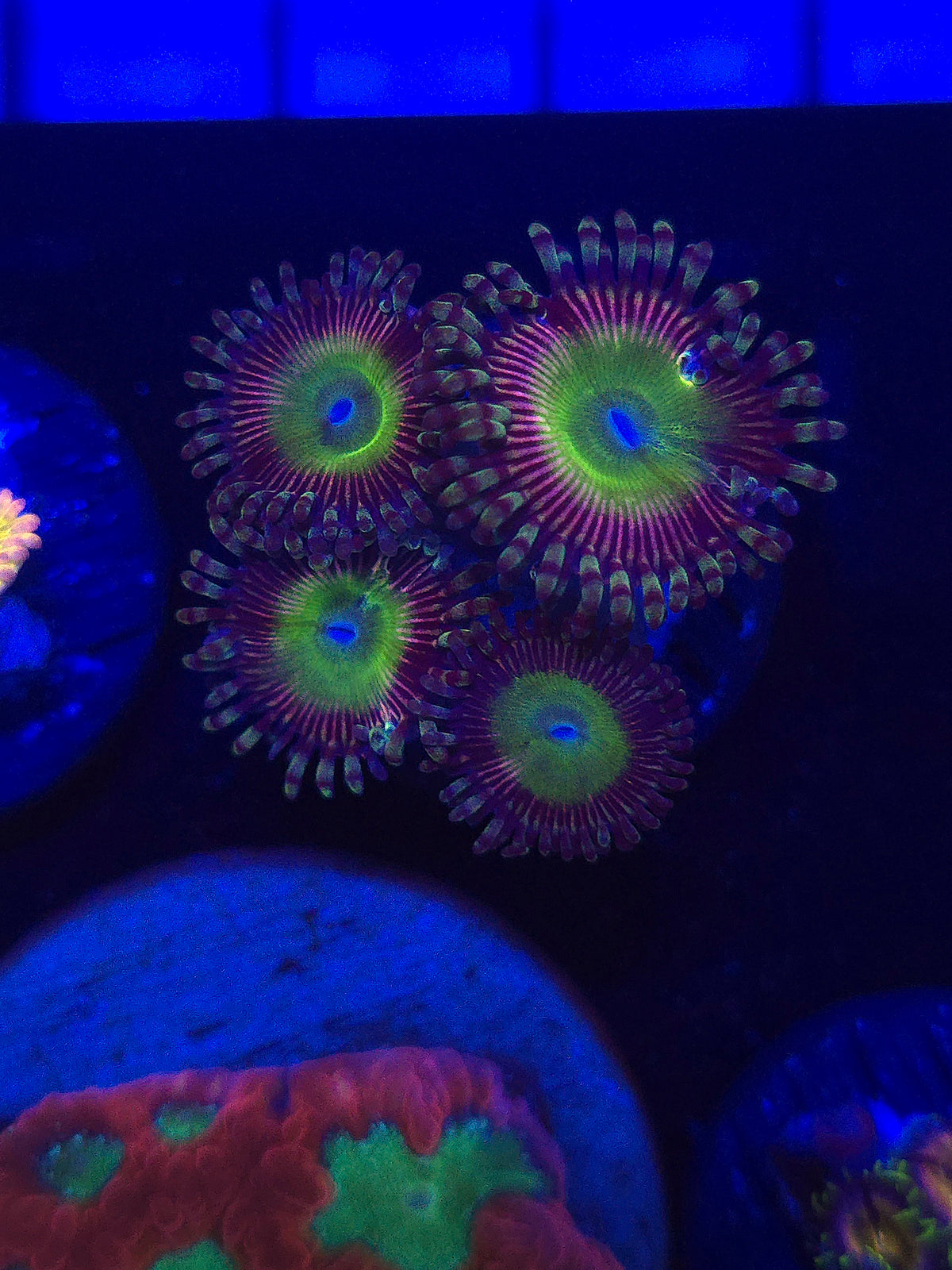 Candy Apple Pink Zoas