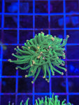 Pink Tip Torch