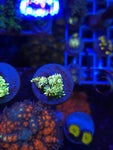 Tye Dye Goniopora