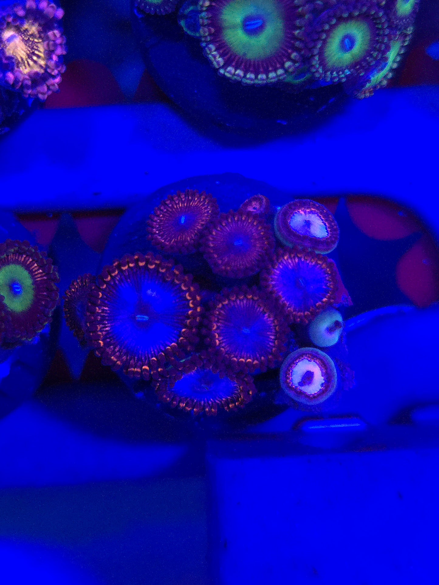 Fire and Ice Zoas
