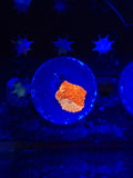 Jawbreaker Mushroom (50/50)