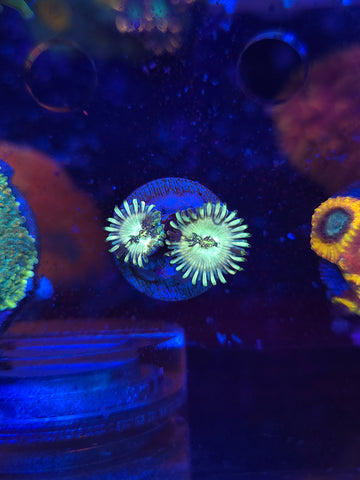 Hawaiian Ding Dang Zoas