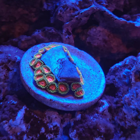 Awesome Blossom Zoa Frag