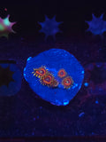 Legendary Corals Deadshot Zoas