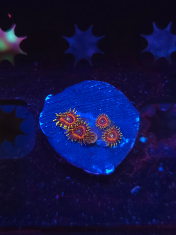 Legendary Corals Deadshot Zoas