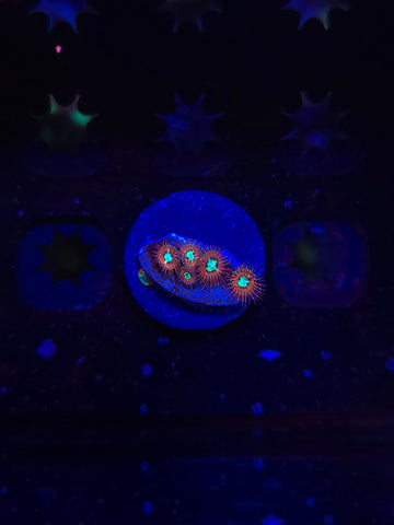 Magician Zoas