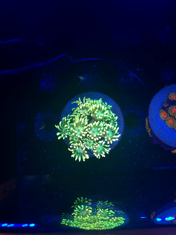 Tye Dye Goniopora