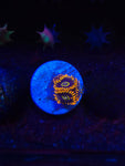 Rainbow Hornet Zoas