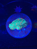 Seasons Greetings Montipora