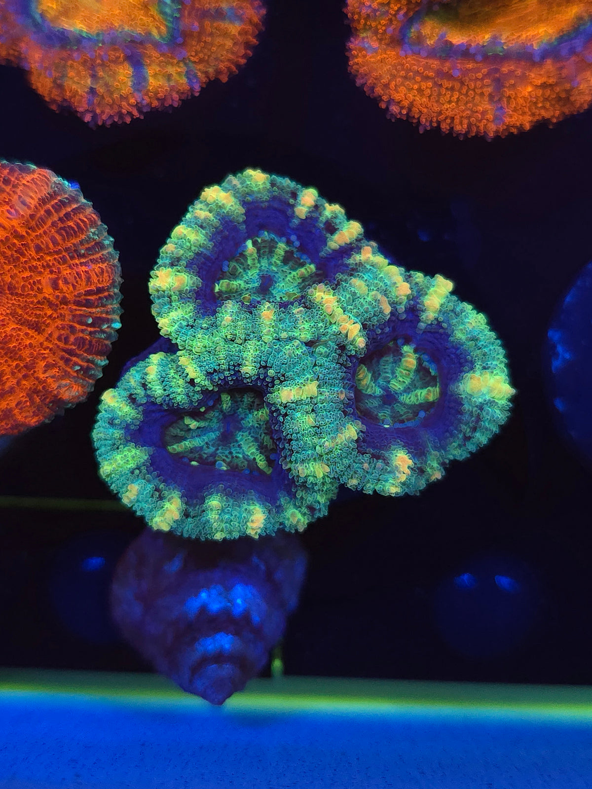 Buzz Lightyear Acans