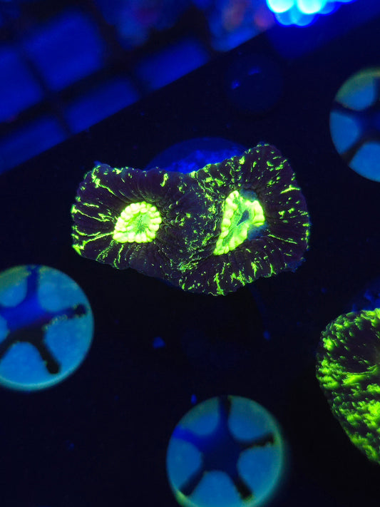 Toxic Splatter Goniastrea