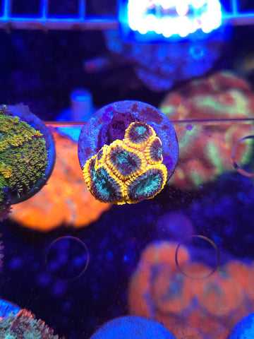 Yellow Submarine Favia