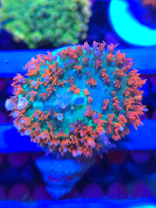 Bouncing St Thomas Mushroom