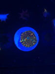 DDA Gold Dust Pincushion Bounce Mushroom