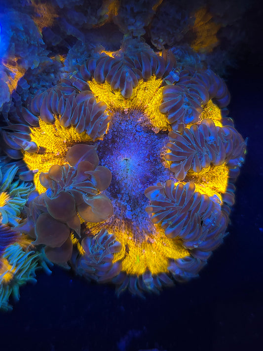 Bouncing Rock Flower Anemone RFA