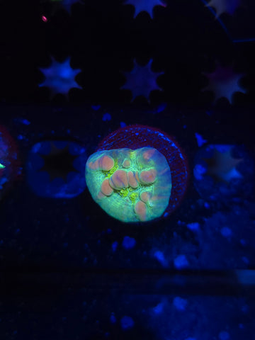 WWC Cosmic Candy Bounce Chalice
