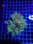 Fat Tentacle Frogspawn