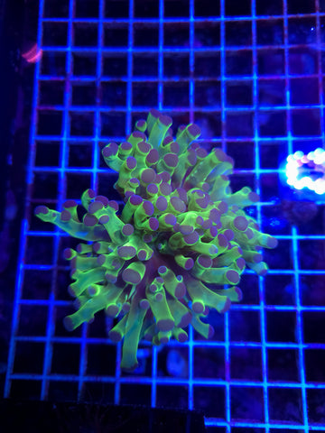 Fat Tentacle Frogspawn