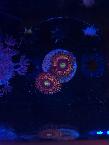 Rainbow Winx Zoas