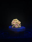 DDA Pink Starburst Goni