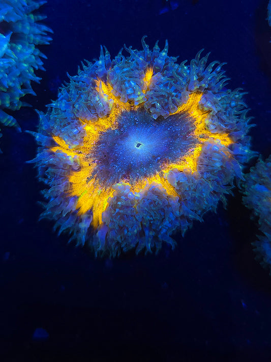 Ultra Rock Flower Anemone RFA
